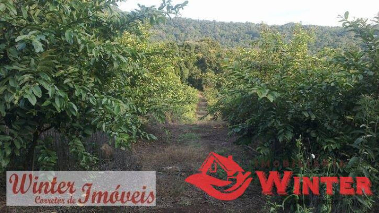 Imagem Chácara à Venda, 8 m² em Picada Cara - Feliz Imagem Chácara à Venda, 8 m² em Picada Cara - Feliz