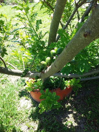 Imagem Chácara com 2 Quartos à Venda, 1 m² em Araçoiaba Da Serra