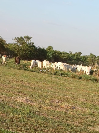 Imagem Imóvel com 3 Quartos à Venda, 150 m² em Zona Rural - Nova Mutum Imagem Imóvel com 3 Quartos à Venda, 150 m² em Zona Rural - Nova Mutum