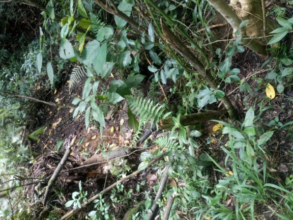 Imagem Terreno à Venda, 225.000 m² em Arroio Paixão - Nova Petrópolis Imagem Terreno à Venda, 225.000 m² em Arroio Paixão - Nova Petrópolis