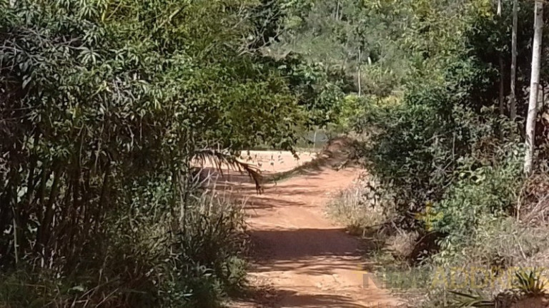 Imagem Imóvel com 1 Quarto à Venda, 20.000 m² em Marechal Floriano - Marechal Floriano