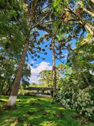Imagem Imóvel com 3 Quartos à Venda, 51.000 m² em Campo Largo Da Roseira - São José Dos Pinhais