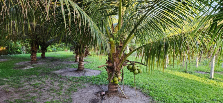Imagem Chácara com 2 Quartos à Venda, 14.600 m² em Povoado - Pedras De Fogo
