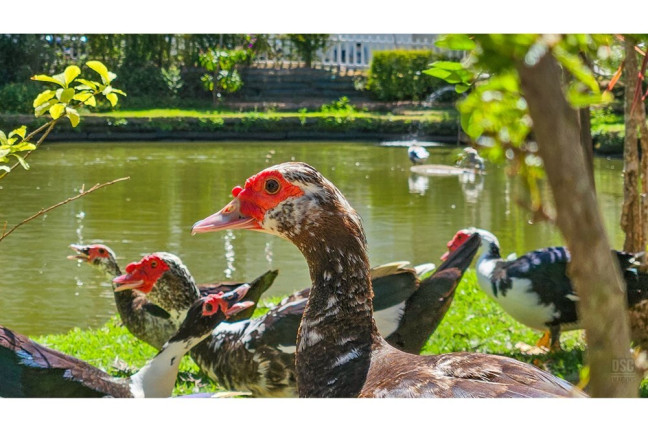 Imagem Casa de Condomínio com 3 Quartos à Venda, 148 m² em Vila Nova - Porto Alegre