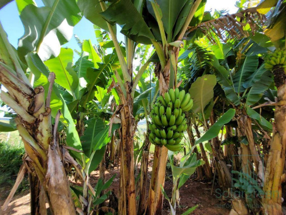Imagem Chácara com 4 Quartos à Venda, 90 m² em Recanto Bosque - Socorro