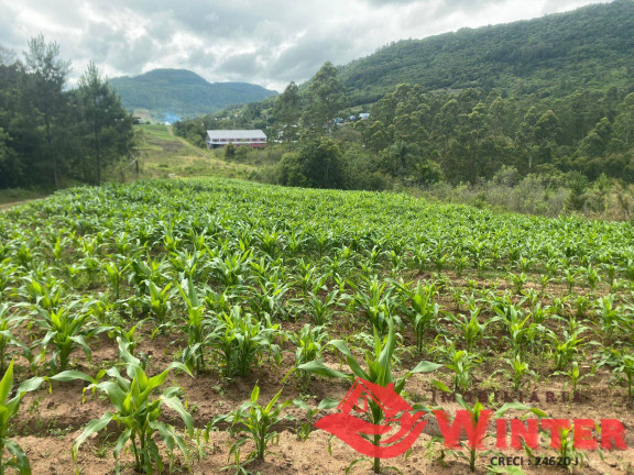 Imagem Chácara à Venda, 63.000 m² em São Roque - Feliz