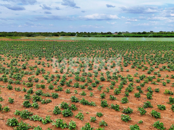 Imagem Fazenda à Venda, em área Rual - Petrolina Imagem Fazenda à Venda, em área Rual - Petrolina