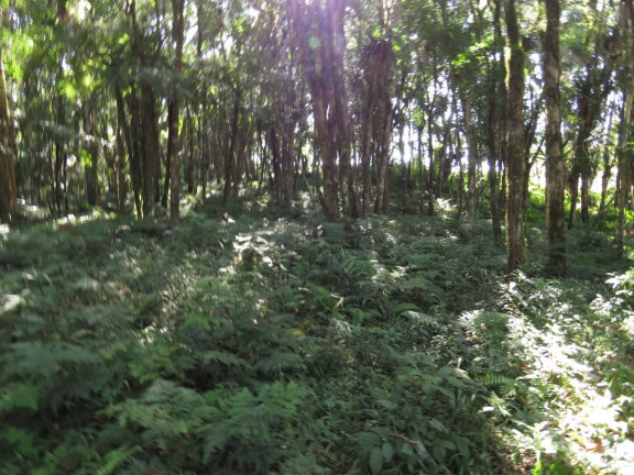Imagem Terreno à Venda, 36.260 m² em Colonia Murici - São José Dos Pinhais Imagem Terreno à Venda, 36.260 m² em Colonia Murici - São José Dos Pinhais