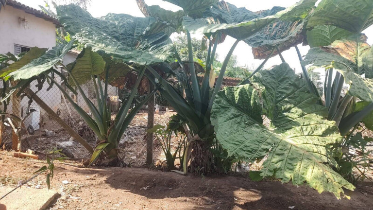 Imagem Chácara com 3 Quartos à Venda, 2.200 m² em Jundiaguara - Araçoiaba Da Serra Imagem Chácara com 3 Quartos à Venda, 2.200 m² em Jundiaguara - Araçoiaba Da Serra