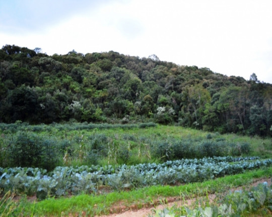 Imagem Imóvel à Venda, em Vila Germânia - Nova Petrópolis Imagem Imóvel à Venda, em Vila Germânia - Nova Petrópolis