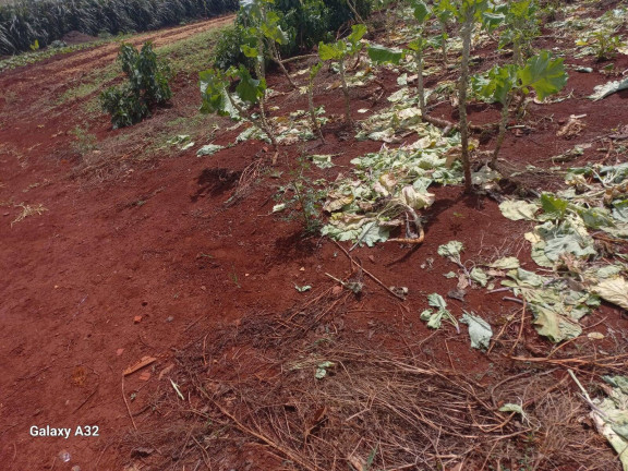 Imagem Chácara com 3 Quartos à Venda, 42.000 m² em Arapongas Imagem Chácara com 3 Quartos à Venda, 42.000 m² em Arapongas