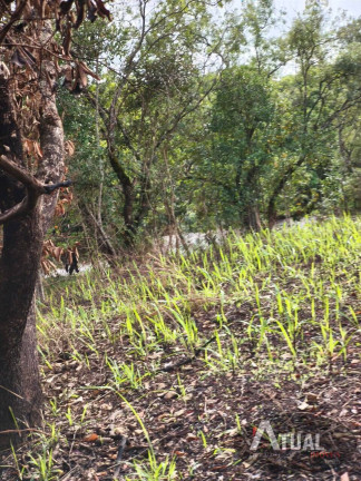 Imagem Terreno à Venda, 353 m² em Jundiaizinho (terra Preta) - Mairiporã