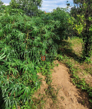Imagem Fazenda à Venda, 44.500 m² em Monte Mor - Monte Mor Imagem Fazenda à Venda, 44.500 m² em Monte Mor - Monte Mor