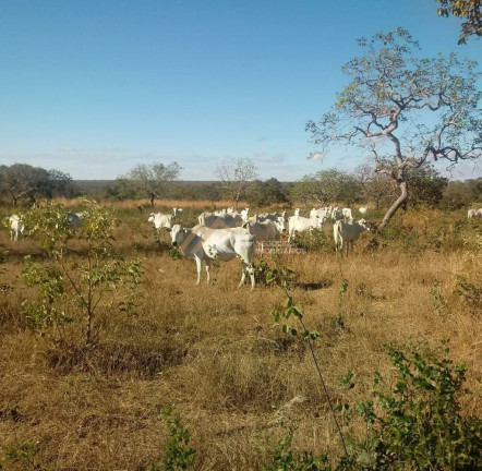 Imagem Imóvel à Venda, 1.844 m² em Centro - Santa Fé De Minas Imagem Imóvel à Venda, 1.844 m² em Centro - Santa Fé De Minas