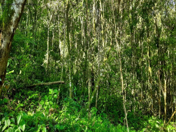Imagem Terreno à Venda, 3 m² em São Jacó - Nova Petrópolis Imagem Terreno à Venda, 3 m² em São Jacó - Nova Petrópolis