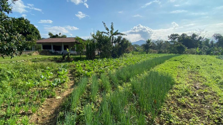 Imagem Imóvel com 3 Quartos à Venda, 12.000 m² em Cachoeira - Antonina