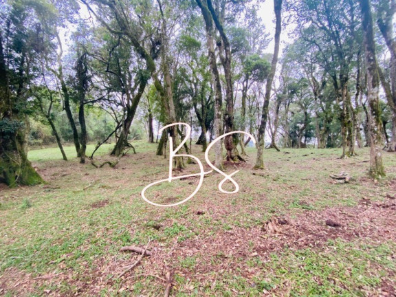 Imagem Terreno à Venda, 48.300 m² em Mato Queimado - Gramado Imagem Terreno à Venda, 48.300 m² em Mato Queimado - Gramado