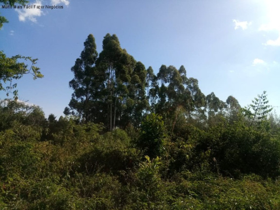 Imagem Terreno à Venda, 3 m² em Fazenda Pirajá - Nova Petrópolis