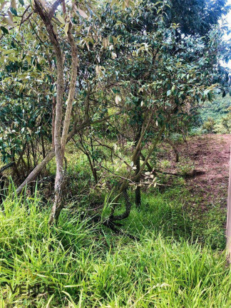 Imagem Terreno à Venda, 1 m² em Pau Arcado - Campo Limpo Paulista