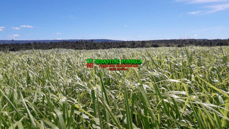 Fazenda à Venda, 1.200 m² em área Rural De Xinguara - Xinguara