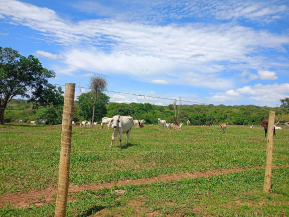 Imagem Fazenda à Venda, 14 m² em Zona Rural - Luziânia