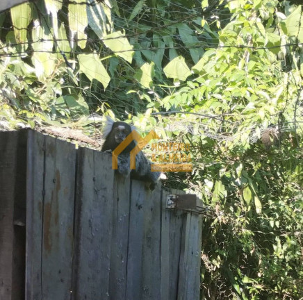 Imagem Chácara com 2 Quartos à Venda, em Retiro São João - Itapetininga Imagem Chácara com 2 Quartos à Venda, em Retiro São João - Itapetininga