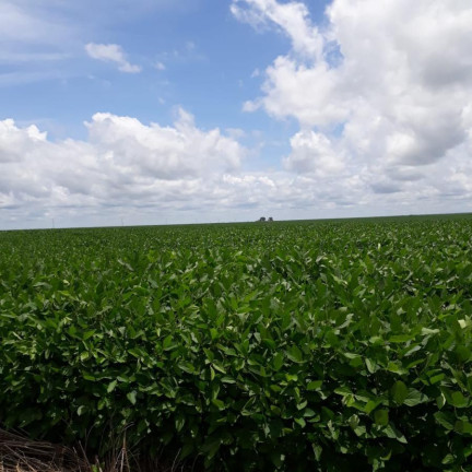 Imagem Fazenda à Venda, 910 m² em Rural - São Francisco Do Maranhão Imagem Fazenda à Venda, 910 m² em Rural - São Francisco Do Maranhão