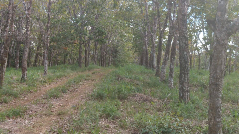 Imagem Terreno à Venda, em Algodões - Marau Imagem Terreno à Venda, em Algodões - Marau