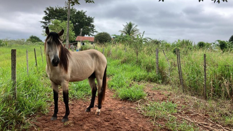 Imagem Imóvel à Venda, 60.500 m² em área Rural De Fernão - Fernão
