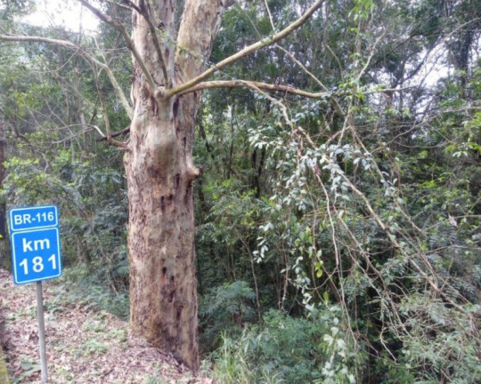 Imagem Imóvel à Venda, 78.835 m² em Br116 - Nova Petrópolis