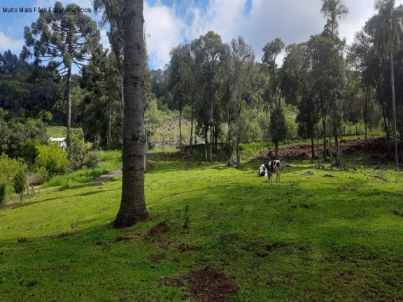 Imagem Terreno à Venda, 2 m² em Linha Imperial - Nova Petrópolis