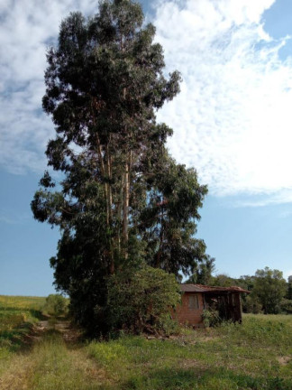 Imagem Imóvel com 3 Quartos à Venda, 130.000 m² em Cantagalo - Antônio Olinto