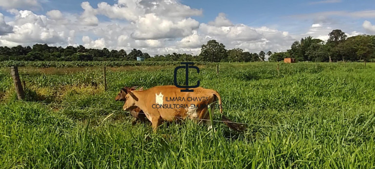 Imagem Terreno à Venda, 4 m² em área Rural - Bandeirantes Imagem Terreno à Venda, 4 m² em área Rural - Bandeirantes