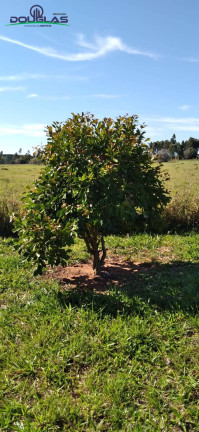 Imagem Chácara à Venda, 3.050 m² em Viamão Imagem Chácara à Venda, 3.050 m² em Viamão