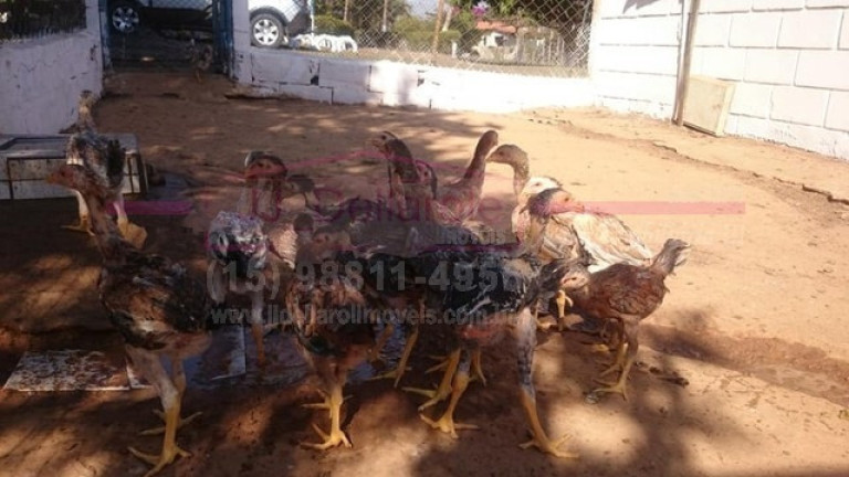Imagem Chácara com 3 Quartos à Venda, 300 m² em Zona Rural - Boituva Imagem Chácara com 3 Quartos à Venda, 300 m² em Zona Rural - Boituva