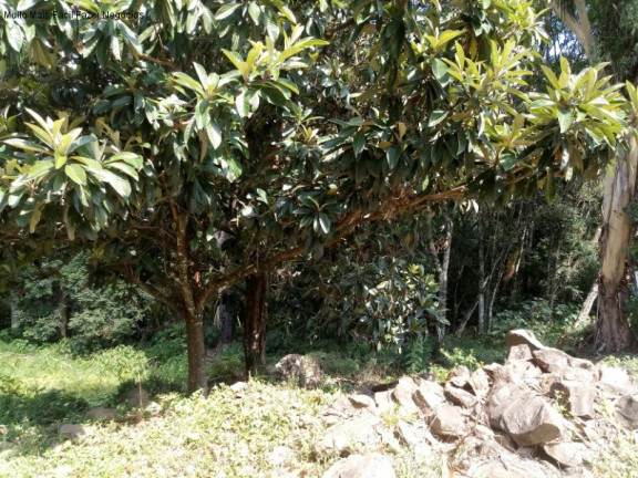 Imagem Terreno à Venda, 1.092 m² em Linha Brasil - Nova Petrópolis Imagem Terreno à Venda, 1.092 m² em Linha Brasil - Nova Petrópolis