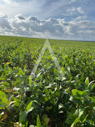 Imagem Imóvel à Venda, 162 m² em Zona Rural - Tapurah Imagem Imóvel à Venda, 162 m² em Zona Rural - Tapurah
