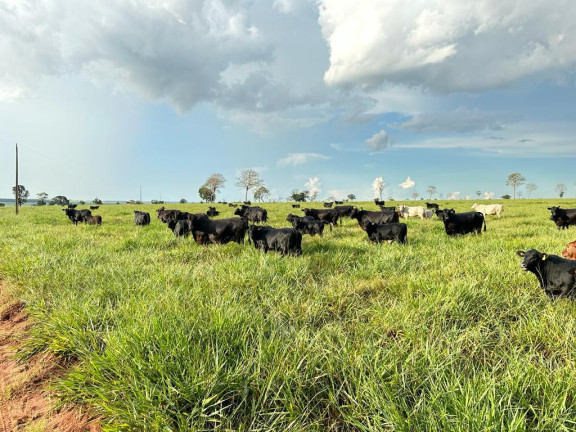 Imagem Fazenda à Venda, 5.793 m² em Rural - Nova Andradina Imagem Fazenda à Venda, 5.793 m² em Rural - Nova Andradina