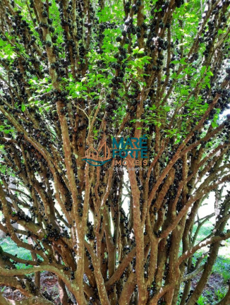 Imagem Fazenda à Venda, 56 m² em Centro - São José Do Alegre Imagem Fazenda à Venda, 56 m² em Centro - São José Do Alegre