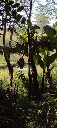 Imagem Chácara à Venda, 20.000 m² em Itapuã - Viamão Imagem Chácara à Venda, 20.000 m² em Itapuã - Viamão