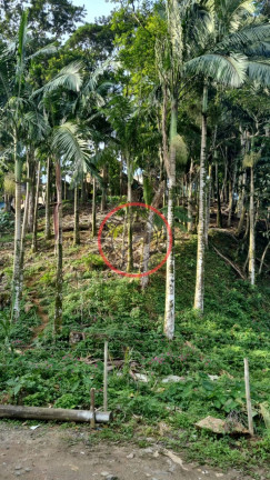Imagem Terreno à Venda, 411 m² em Boiçucanga - São Sebastião Imagem Terreno à Venda, 411 m² em Boiçucanga - São Sebastião