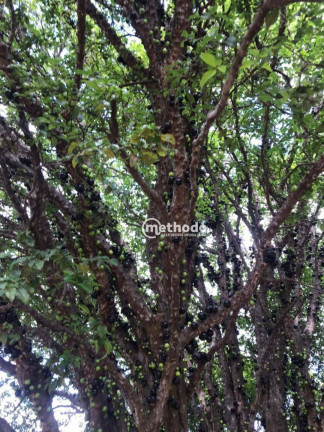 Imagem Chácara com 6 Quartos à Venda, 1.200 m² em Jardim Aliança - Campinas