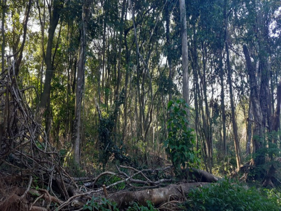 Imagem Terreno à Venda, 13.823 m² em Linha Olinda - Nova Petrópolis Imagem Terreno à Venda, 13.823 m² em Linha Olinda - Nova Petrópolis
