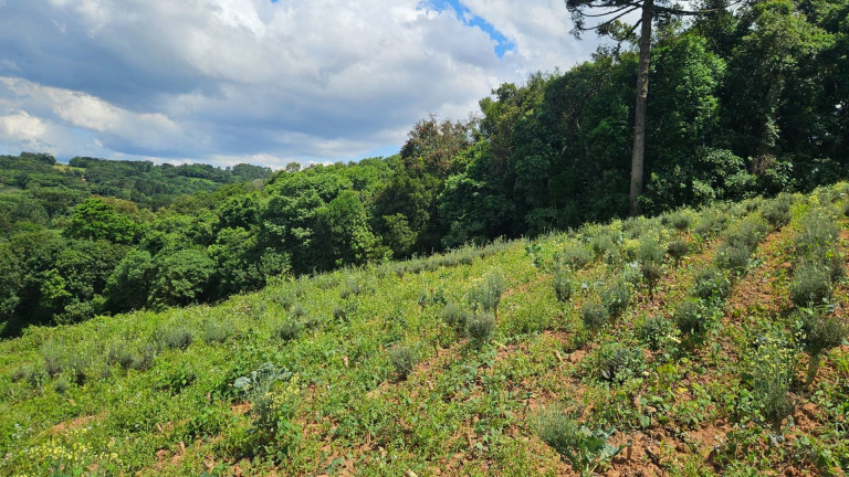 Imagem Fazenda à Venda, em Zona Rural - Araucaria Imagem Fazenda à Venda, em Zona Rural - Araucaria