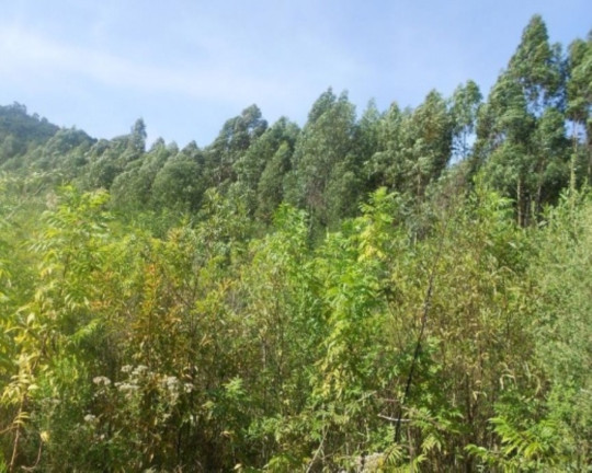Imagem Terreno à Venda, 7 m² em Lichthenthal - Picada Café