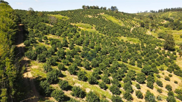 Imagem Fazenda à Venda, 6.220.000 m² em Zona Rural - São Sebastião Da Grama Imagem Fazenda à Venda, 6.220.000 m² em Zona Rural - São Sebastião Da Grama