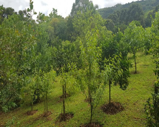 Imagem Imóvel com 3 Quartos à Venda, 3.271 m² em Linha Imperial - Nova Petrópolis