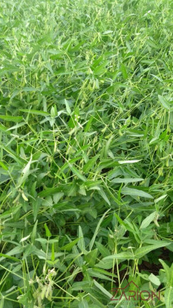 Imagem Fazenda à Venda, 13.000 m² em Jardim Paraíso - Naviraí
