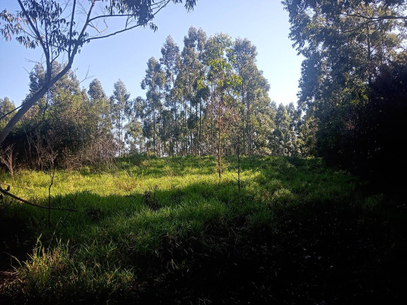 Imagem Chácara à Venda, 29.000 m² em Pimenta - Viamão Imagem Chácara à Venda, 29.000 m² em Pimenta - Viamão