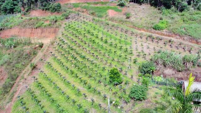 Imagem Chácara com 3 Quartos à Venda, 20 m² em Campo Do Coelho - Nova Friburgo
